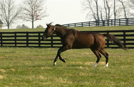 Albert the Great Settles Into Old Friends | BloodHorse.com