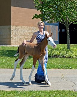 Bodemeister Foal Has Unusual Markings Bloodhorse