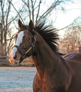 Get Stormy at Crestwood Farm 