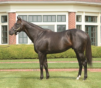 Morning Line - Horse Profile - BloodHorse