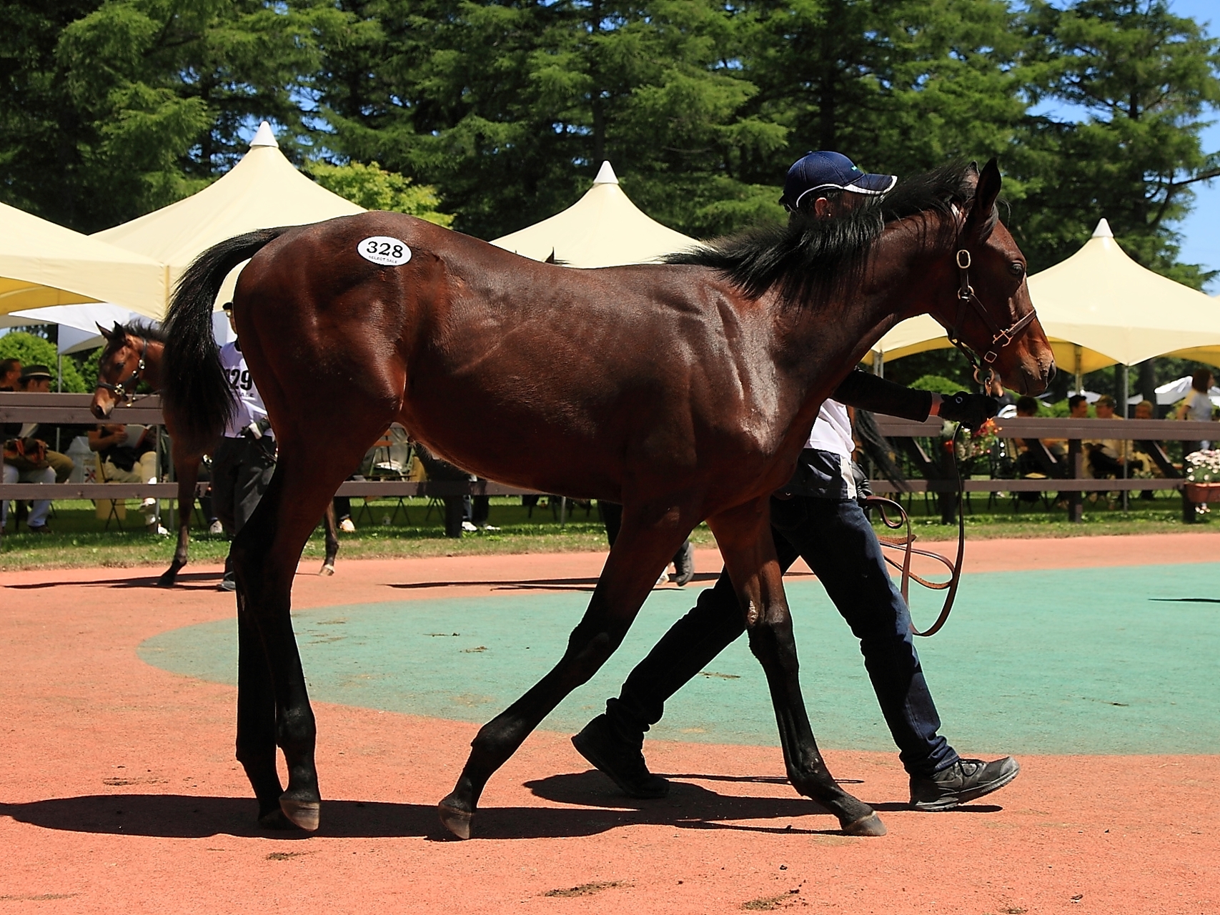 Japan - Horse Profile - BloodHorse