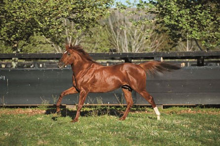 Animal Kingdom - Horse Profile - BloodHorse