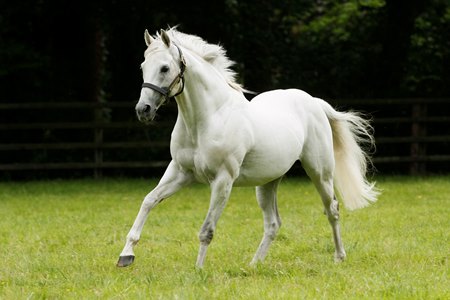 Dalakhani at Gilltown Stud