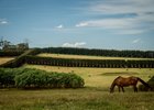 Spendthrift Farm in Australia Scene or Scenic