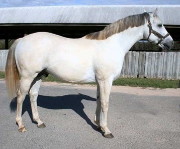 Redding Colliery - Horse Profile - BloodHorse