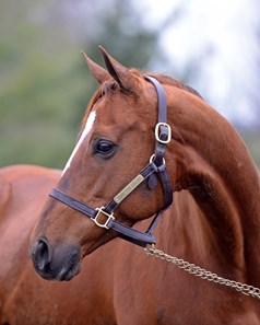 California Chrome - Horse Profile - BloodHorse