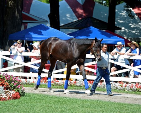 Laoban schools in 2016 at Saratoga Race Course 