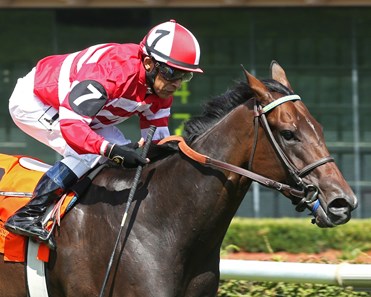 Catcha Rising Star - Horse Profile - BloodHorse