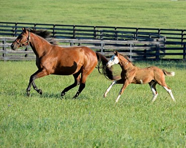 Southern Phantom - Horse Profile - BloodHorse