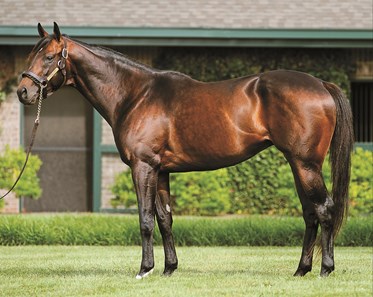 Colonel John - Horse Profile - BloodHorse
