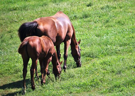 A mare and foal graze at a Kentucky farm