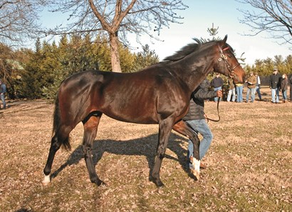 bay thoroughbred stallion