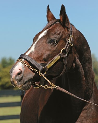 Broodmare Sires of 2017's New Stallions - BloodHorse