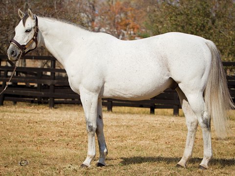 Kentucky Derby Winner Monarchos Dies Bloodhorse