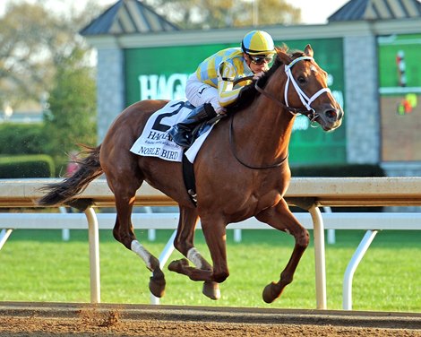 Noble Bird May Start in Pegasus - BloodHorse