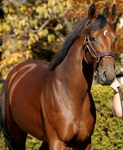 Big Brown Horse Profile Bloodhorse