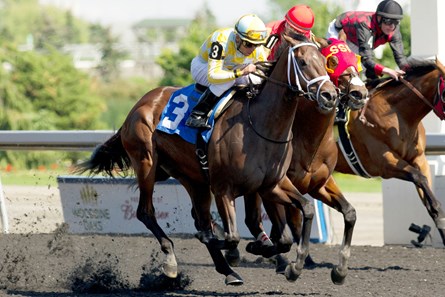 Dynamic Sky - Horse Profile - BloodHorse