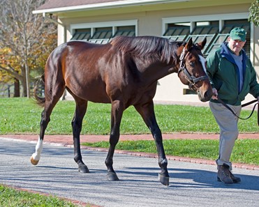 Tonalist - Horse Profile - BloodHorse