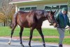 Tonalist 2016
