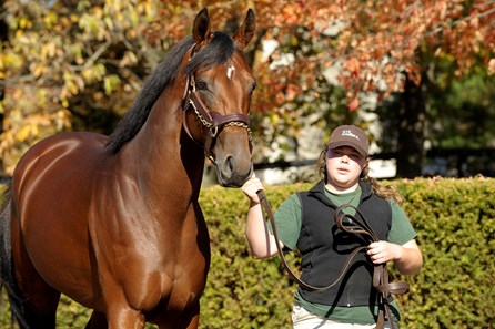 Big Brown - Horse Profile - BloodHorse