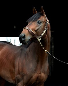 Effinex in New York