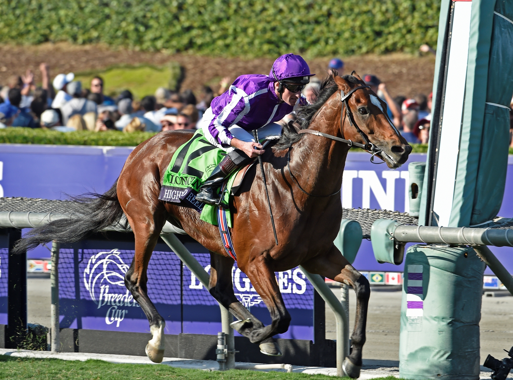 Highland Reel Speeds to BC Turf Rout BloodHorse