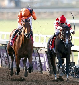 Beholder - Horse Profile - BloodHorse