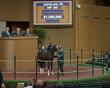 Serena's Cat - Horse Profile - BloodHorse