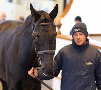 Eblouissante - Horse Profile - BloodHorse