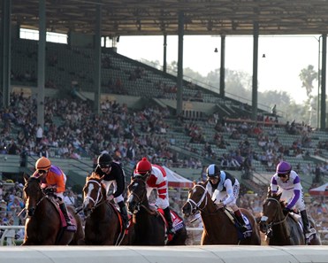 Beholder - Horse Profile - Bloodhorse