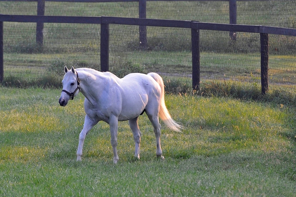 Tapit Breaks Single-Season Earnings Mark - BloodHorse