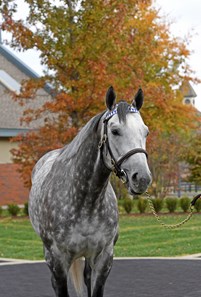 Frosted - Horse Profile - BloodHorse