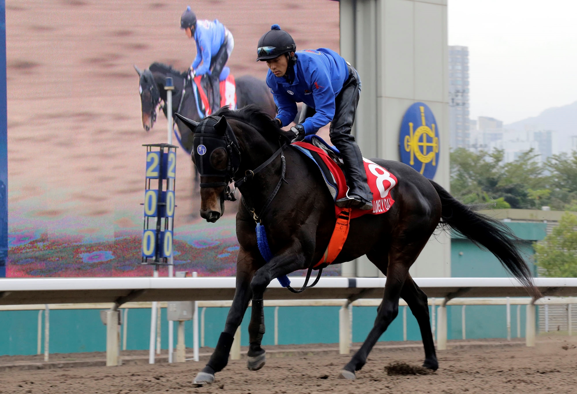 Lovely Day (JPN) - Horse Profile - BloodHorse