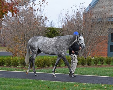 Frosted - Horse Profile - BloodHorse