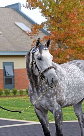 Frosted, Territories Will Shuttle to Australia - BloodHorse