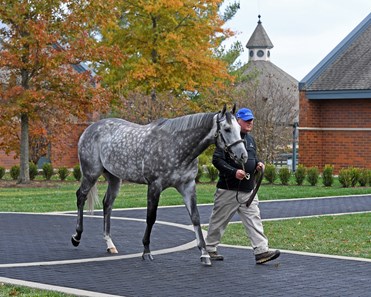 Frosted - Horse Profile - BloodHorse