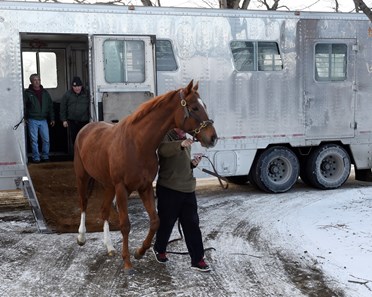 V. E. Day - Horse Profile - BloodHorse