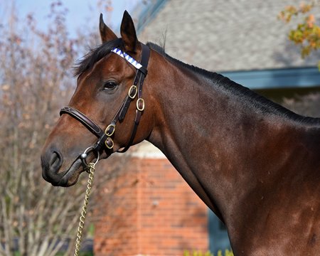 Nyquist at Darley Stallions