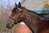 Nyquist at Jonabell near Lexington, Ky., on Dec. 2, 2016.