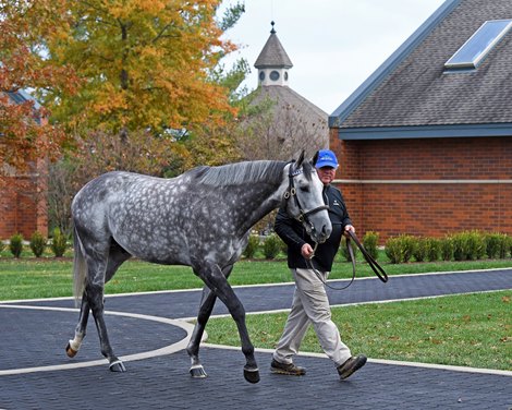 The Mares Behind Leading First-Year Sires by CPI - BloodHorse