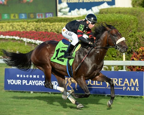 Half Brother To Royal Delta Tests Turf Prowess Bloodhorse