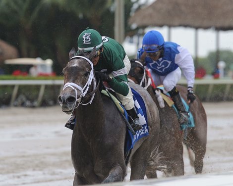 Bode's Dream Remains Perfect in House Party - BloodHorse