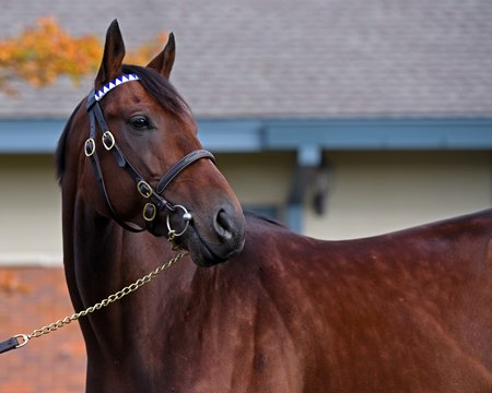 Nyquist at Darley near Lexington