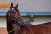 Nyquist at Jonabell near Lexington, Ky., on Dec. 2, 2016.