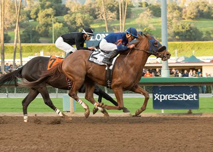 Mind Your Biscuits - Horse Profile - BloodHorse