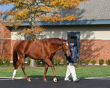 Animal Kingdom - Horse Profile - BloodHorse