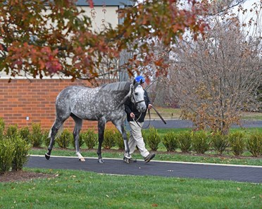 Frosted - Horse Profile - BloodHorse