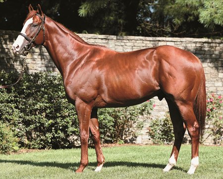 Munnings at Ashford Stud
