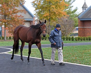 Nyquist - Horse Profile - BloodHorse