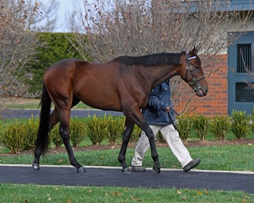 Nyquist - Horse Profile - BloodHorse